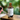 Bottle of Naturally Soap Bakuchiol Elixir with dropper on a wooden surface against a blurred green background